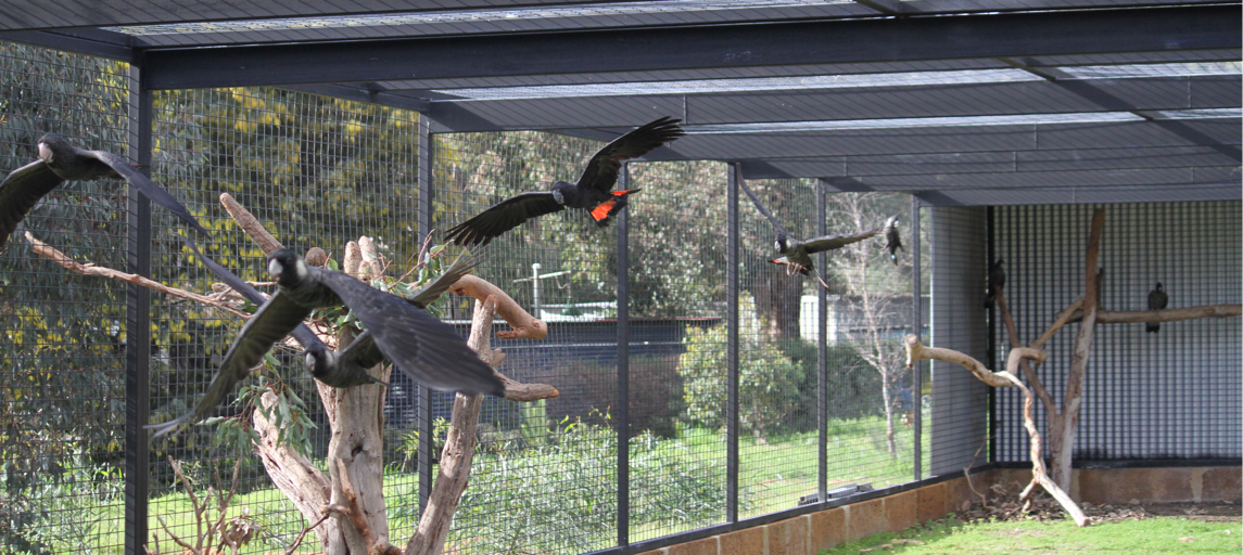 Black Cockatoos in the pre-release aviary