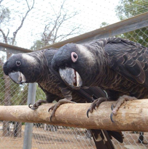 Carnaby's black cockatoos at Kaarakin