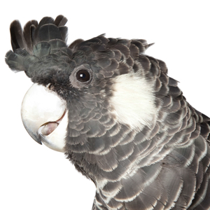Close up of a Carnaby's Cockatoo