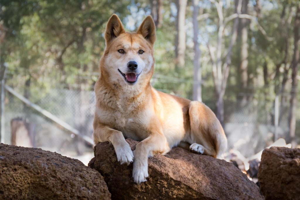Dingoes | Dingo Sanctuary - Kaarakin