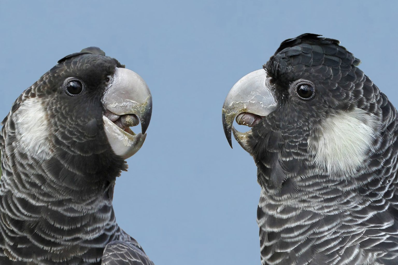 difference between black cockatoo and glossy black cockatoo