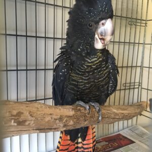 Adopt a Rescued Black Cockatoo
