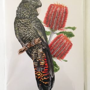 red cockatoo