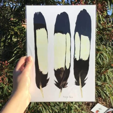 Carnaby's Black Cockatoo Feathers A4 print