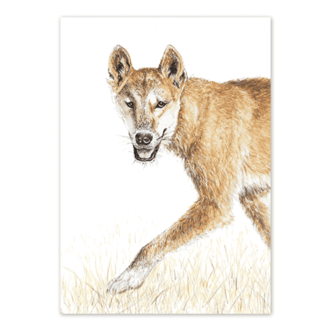 Dingo Card