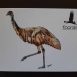 Emu Postcard