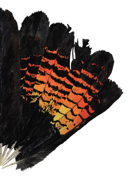 A5 Sketchbook Red-Tailed Black Cockatoo Tail Fan