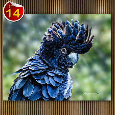 14_Natalie_Jane_Parker-Cocky Fellow-Red-tailed-Black-Cockatoo-PRINT